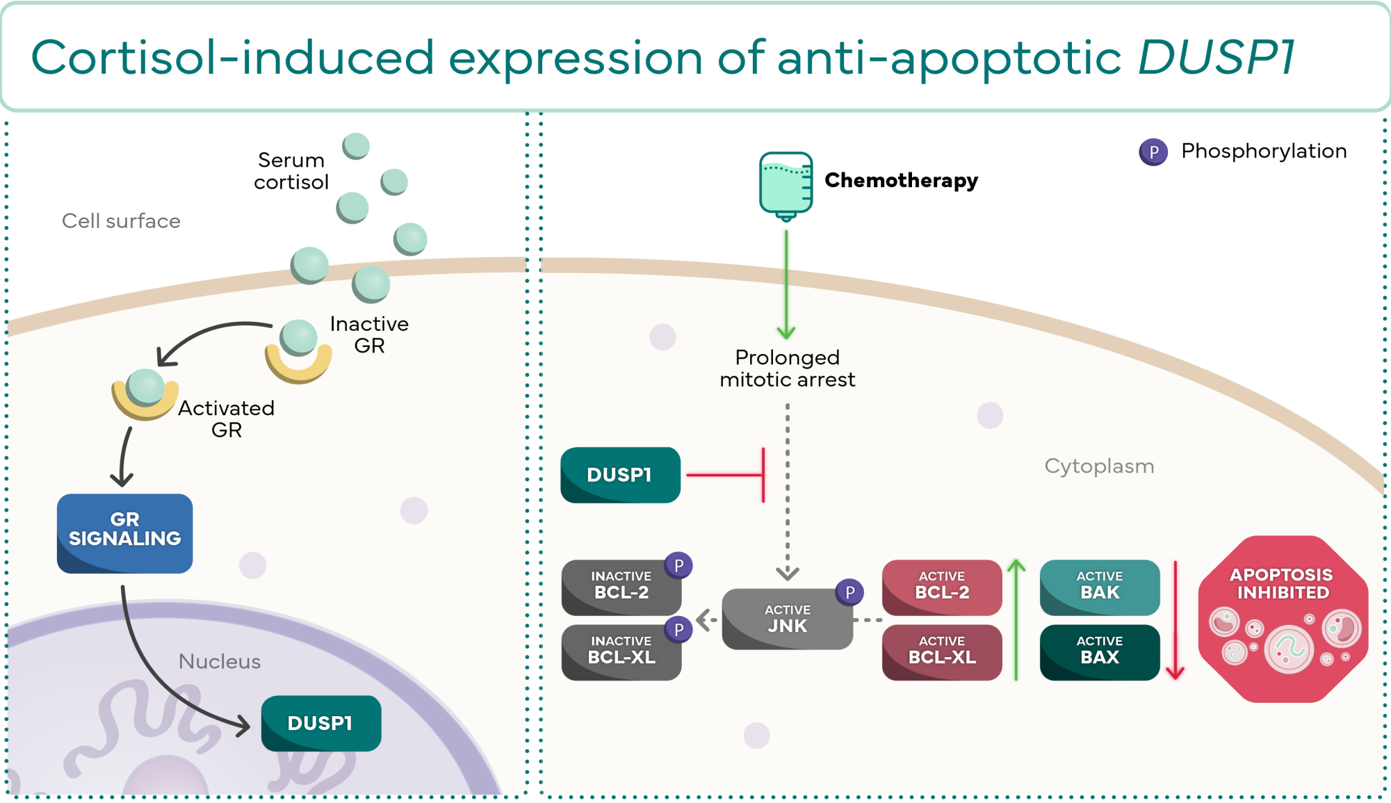 Illustration of cortisol-triggered DUSP1 molecular cascade highlighting anti-apoptotic gene  expression pathway