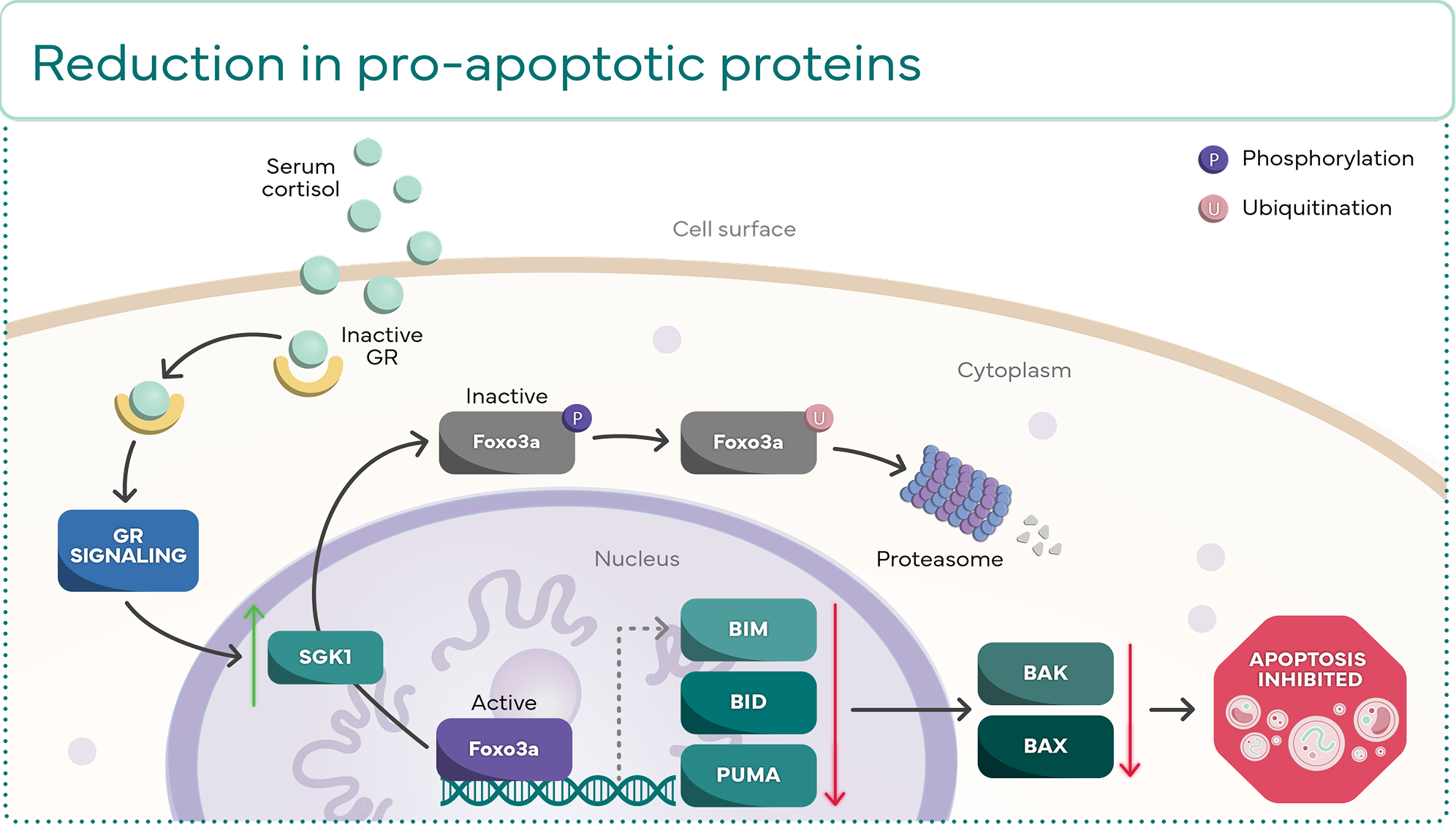 Illustration of SGK1 signaling pathway illustrating decreased pro-apoptotic protein expression  in cellular apoptosis regulation