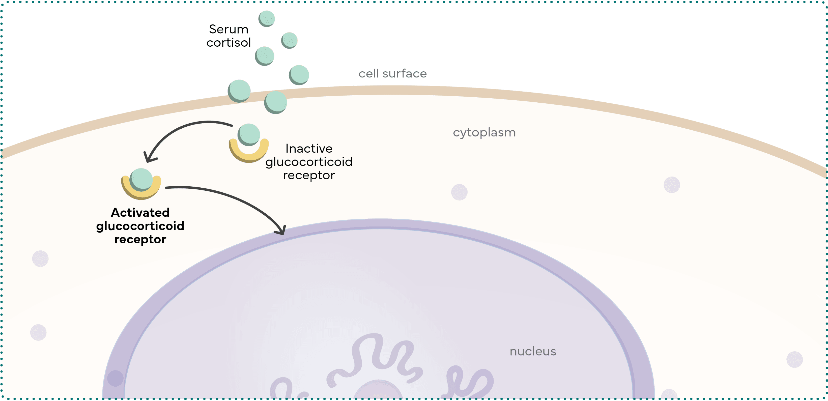 GR activation by cortisol