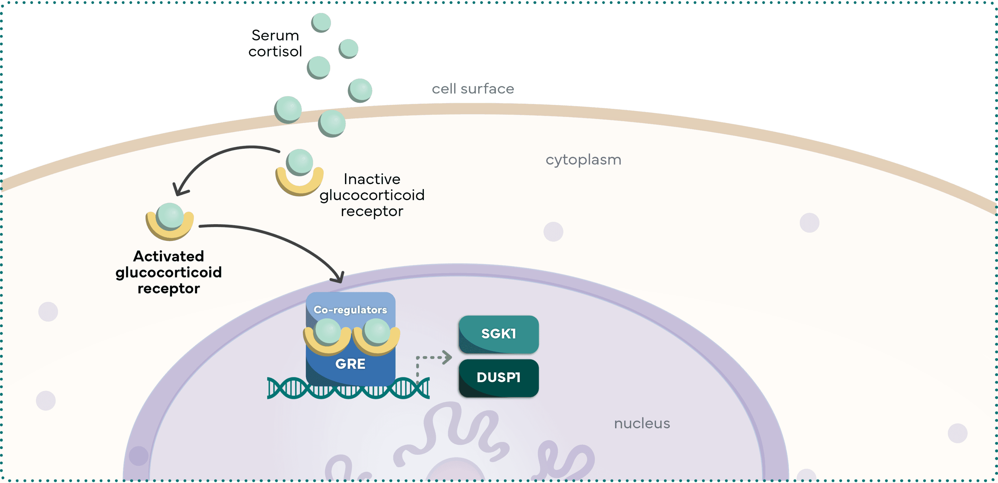 Anti-apoptotic gene expression