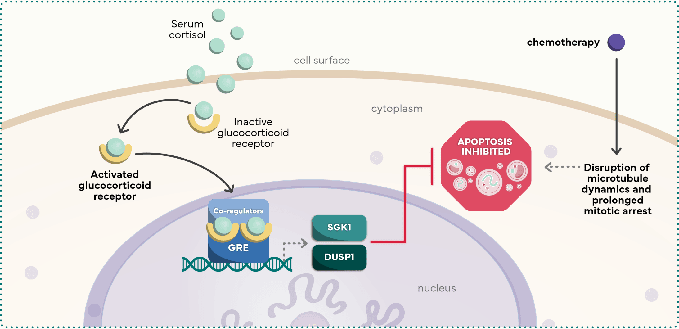 Apoptotic suppression