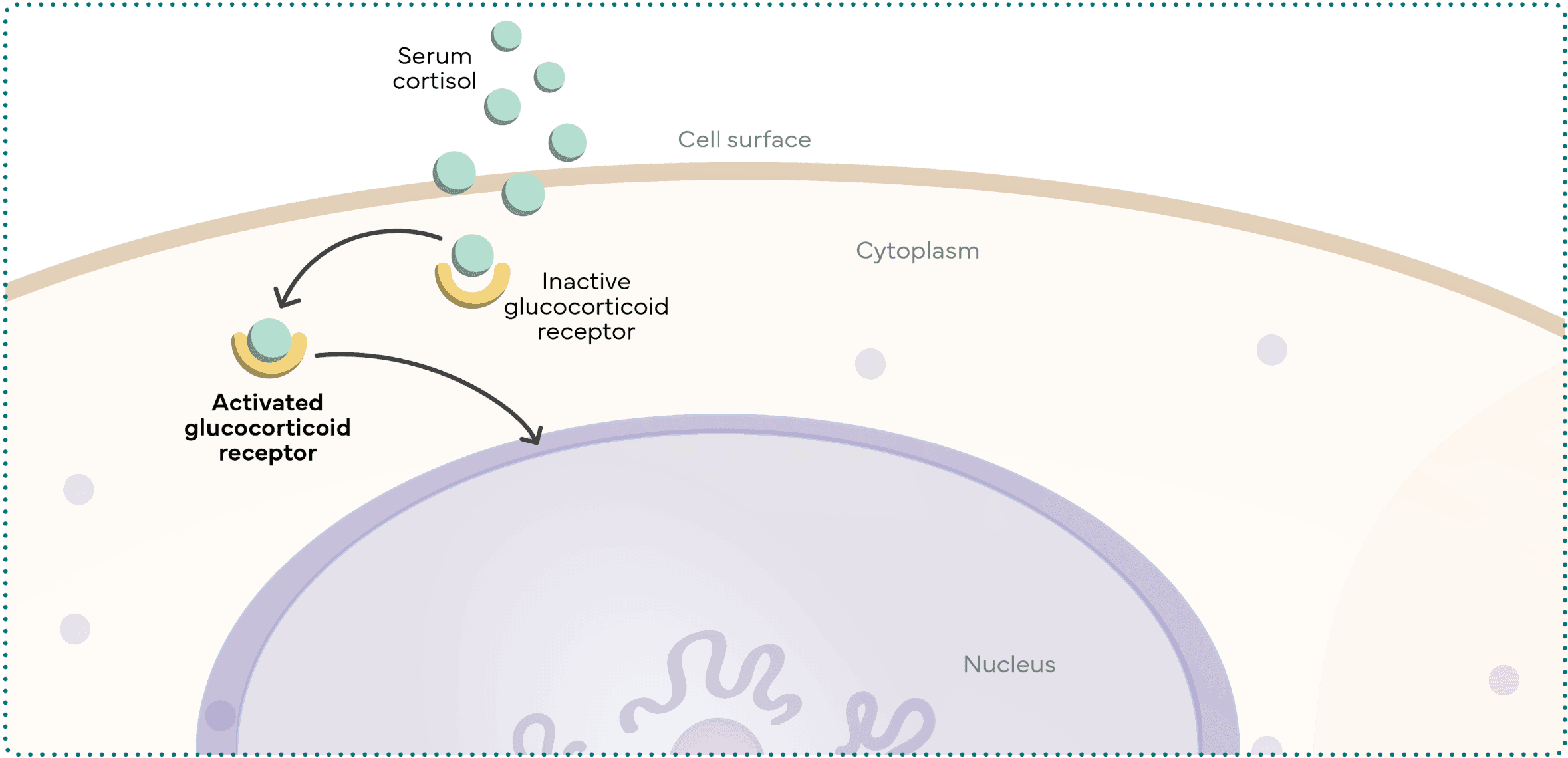 IIllustration of glucocorticoid receptor (GR) activation by cortisol showing nuclear translocation for gene regulation