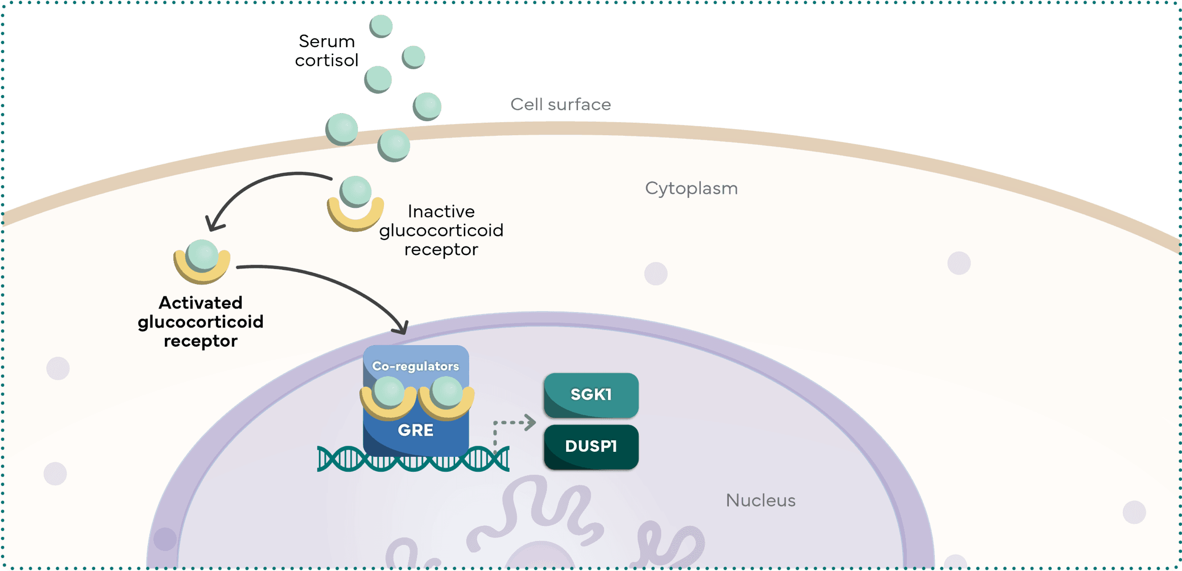Illustration of GR-mediated anti-apoptotic gene expression showing cortisol-activated glucocorticoid receptor promoting SGK1 and DUSP1 transcription in the nucleus