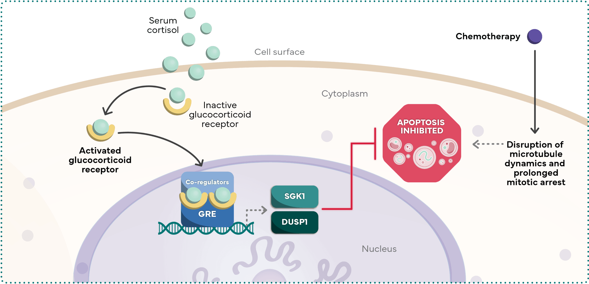 Illustration showing SGK1 and DUSP1 suppressing apoptotic pathways, contributing to reduced chemotherapy effectiveness